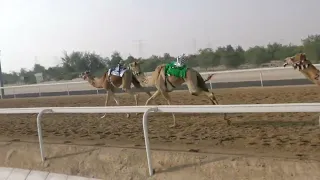 الشوط 17 وصايف للسيد مكتوم عبيد سلوم الراشدي توقيت 4 32 