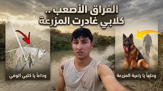  لحضة خروج الكلاب.. المزرعة بدونهم صدمة! 😔