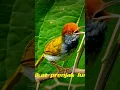 Download Lagu prenjak lumut gacor