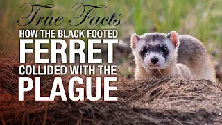 True Facts: The Ferret and the Plague