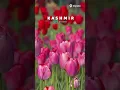 Download Lagu Kashmir Tulip Festival 2025 – A Blooming Paradise! #tripotocommunity