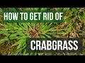 How to Get Rid of Crabgrass 4 Easy Steps