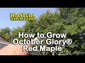 How to grow October Glory Red Maples - Red Fall Foliage Shade Tree