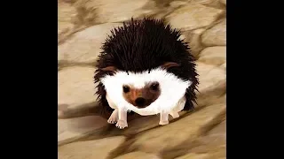 Hedgehog T4 the Making Black Desert Online Rare Critter Box by Kiss