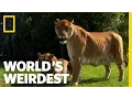 Lions Tigers and Ligers World s Weirdest