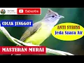 Download Lagu MASTERAN CUCAK JENGGOT JEDA SUARA AIR EFEKTIF UNTUK MURAI TROTOL (Link mp3 by request)