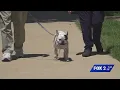 Small dog s big purpose includes bringing smiles to senior living community