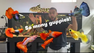 so many high end fish at knockout aquatics 