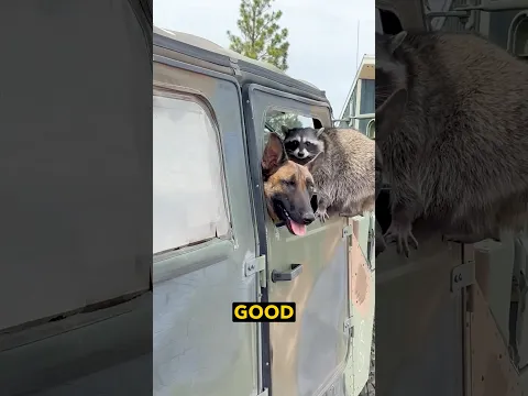 Wartime Raccoon in a Jeep