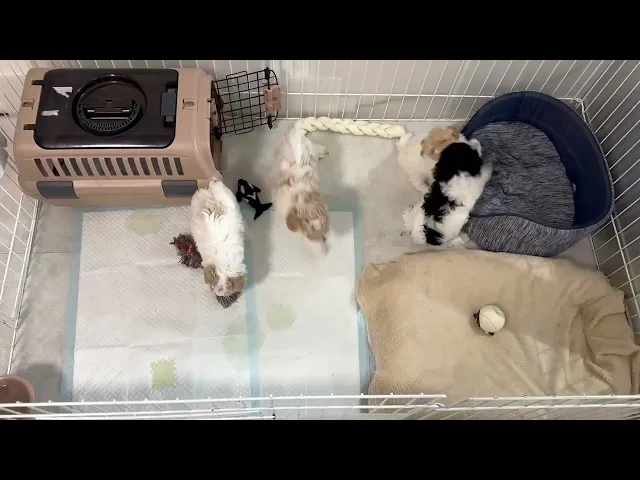 動画