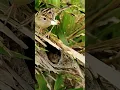 Download Lagu Ternyata begini Cara Indukan Burung Cici padi ngasih anaknya makan...#sorts #Burung Cici padi