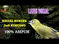 Download Lagu LATIH VOKAL KECIAL KUNING JADI KENCENG, 100% AMPUH
