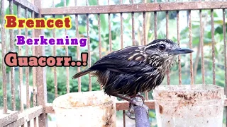 brencet berkening sangat guacoor 