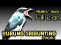 Download Lagu Masteran Burung Srigunting Abu-abu Full Isian
