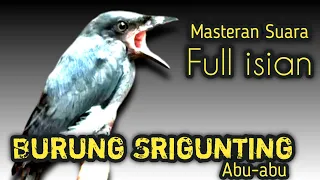 masteran burung srigunting abu abu full isian