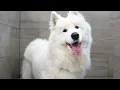The Most Well Behaved Dog Ever Samoyed Grooming Transformation