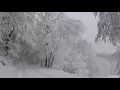 Download Lagu Relaxing Snowfall 2 Hours - Sound of Light Wind Breeze and Falling Snow in Forest (Part 2)