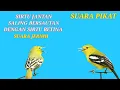 Download Lagu AMPUH||PANCINGAN SUARA GACOR SIRTU JANTAN DAN BETINA SALING BERSAUTAN