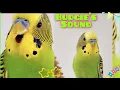 Download Lagu Suara parkit saat memanggil parkit lain | Suara parkit untuk burung yang kesepian