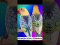 Download Lagu Do you have any of these? | African Lovebirds Beautiful Color Mutations #shorts