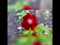 Balti: Wala Lela