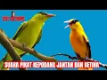 Download Lagu SUARA PIKAT KEPODANG JANTAN DAN BETINA || KHAS KEPODANG SULAWESI