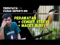 Download Lagu Perawatan Cendet STRESS Atau Macet Bunyi