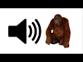 Lagu Orangutan - Sound Effect | ProSounds