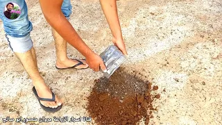 زراعة الفلفل الأحمر أسهل طريقة مع مروان منصور زراعة الباذنجان زراعة 