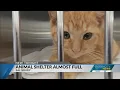 Salisbury animal shelter almost full