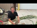 Corn Root Evaluations