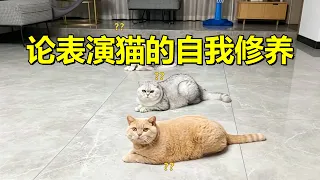 【#乔巴日记 】论表演猫的自我修养…
