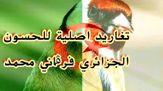تغريد الحسون الجزائري الرائع تغريد البرواڨية ولاية المدية هذا التغريد فيه شبه كبير مع تغريد آخر دندنها