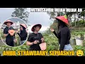 Download Lagu METIK STRAWBERRY DI CIWIDEY BANDUNG