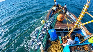 हलवा मासेमारी. मासेमारीचा दुसरा दिवस. Black pomfret fishing. Mumbai India fishing