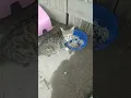 Download Lagu kucing indonesia makan nasi ges#vlogfree #kalbar #short #cats #kucing #kucingindonesia