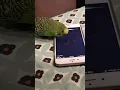 Download Lagu Budgie mengaktifkan Siri dengan mengatakan “Hai Siri”