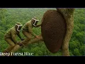 Lagu Discovery of Unreal Jungle Honey Hunt 200 Meter Climb to Harvest 6 Wild Honeycombs