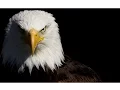 Download Lagu The Eagles \