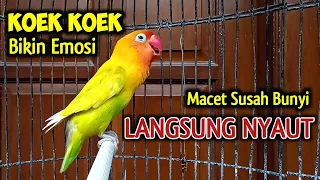 Download LOVEBIRD FIGHTER NGEKEK PANJANG KOEK KOEK PANCING EMOSI, LOVEBIRD MACET SUSAH BUNYI LANGSUNG NYAUT MP3