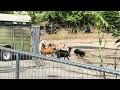 Watch border collie Whiskey load the goats