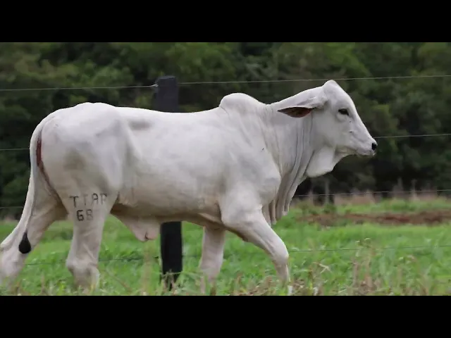 Novilha Tabapuã TTAR - 687