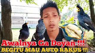 Download KALAU DOYAN MAKAN PASTI GACOR || Makanan Untuk Burung Jalak Kebo MP3