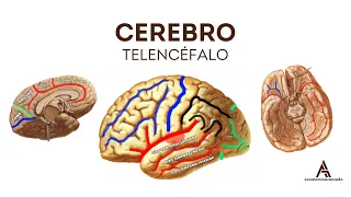 CEREBRO (TELENCÉFALO): Configuración Externa | Neuroanatomía