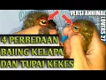 Download Lagu INILAH 4 PERBEDAAN BAJING KELAPA \u0026 TUPAI KEKES VERSI ANNIMAL LOVERS 27