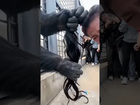 Chimpanzee Grabbed Her Hair! 😱🐵 #Shorts #Viral