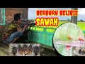 Download Lagu Berburu belibis merah di area persawahan,,,,