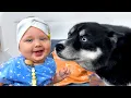 Download Lagu Mijn hond wordt verliefd op een Baby! Husky ' s en katten zien voor het eerst een Baby