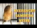 Download Lagu Flamboyan Nyerecet SAMBUNG Nyiul COCOK BUAT PANCINGAN  Dan MASTERIN Burung Lain..!!