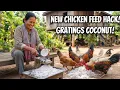 Shredding Fresh Coconut for My Chickens